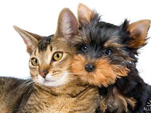 ����������� ����� � ����� ��������� ������� �� ���������